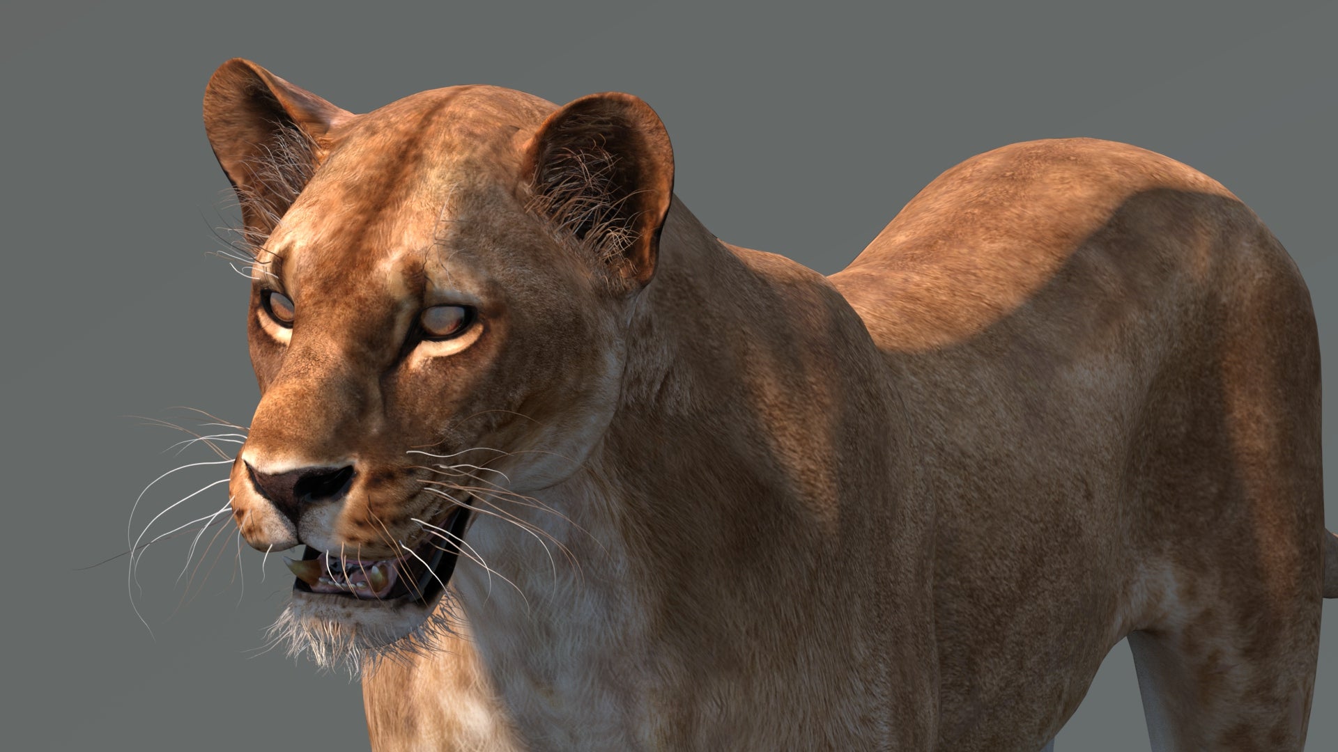 Realistic Lioness 3D Model for Game, VR, and CGI