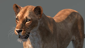 Realistic Lioness 3D Model for Game, VR, and CGI Thumbnail