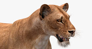 Realistic Lioness 3D Model for Download Thumbnail