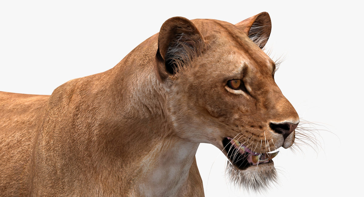 Realistic Lioness 3D Model for Download