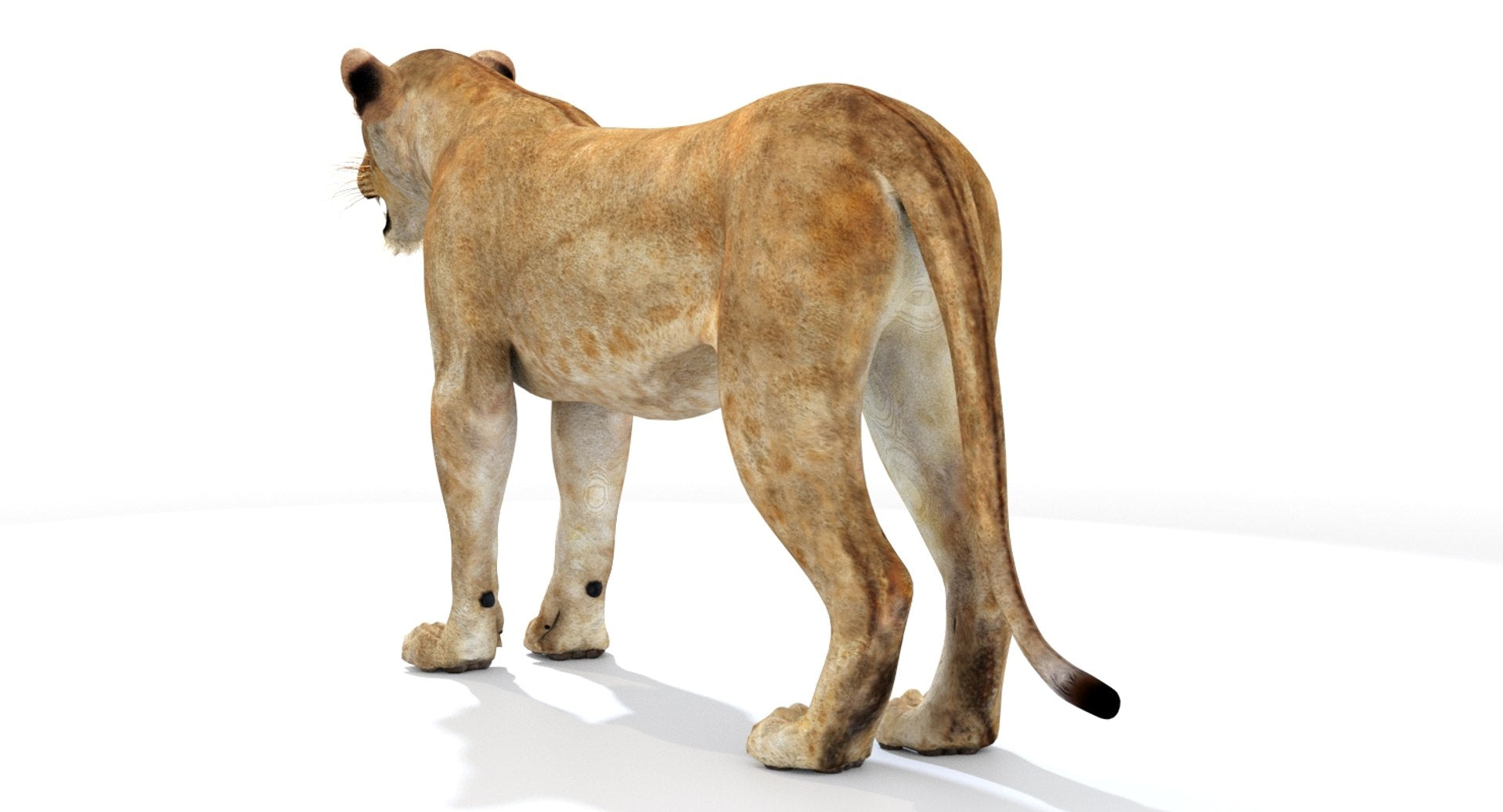 Realistic Lioness 3D Model Rear View