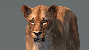Realistic Lioness 3D Model for Game, VR, and CGI Thumbnail