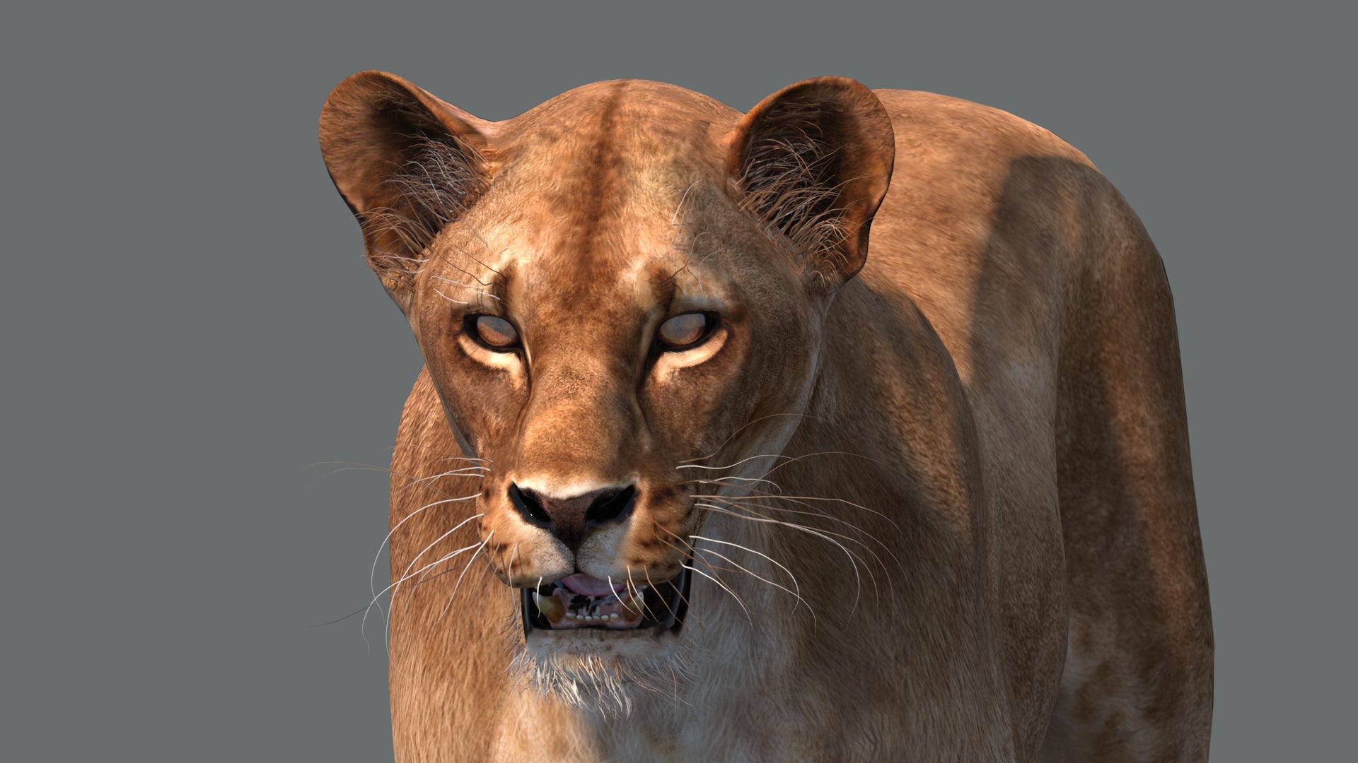 Realistic Lioness 3D Model for Game, VR, and CGI
