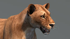 Realistic Lioness 3D Model for Game, VR, and CGI Thumbnail