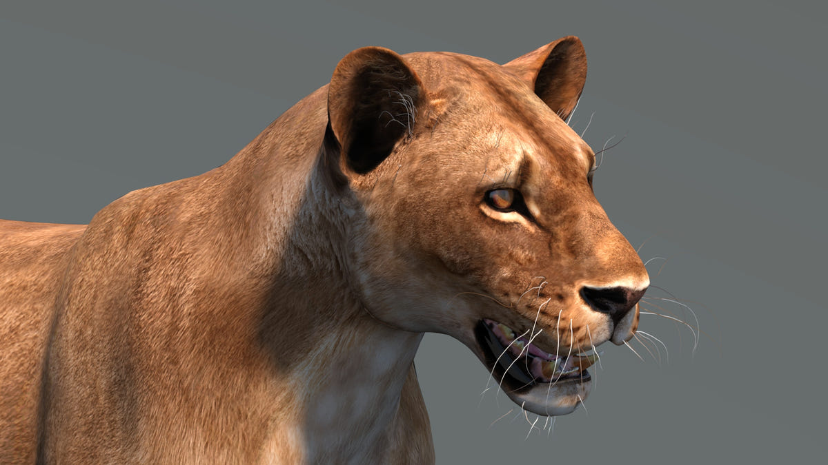 Realistic Lioness 3D Model for Game, VR, and CGI