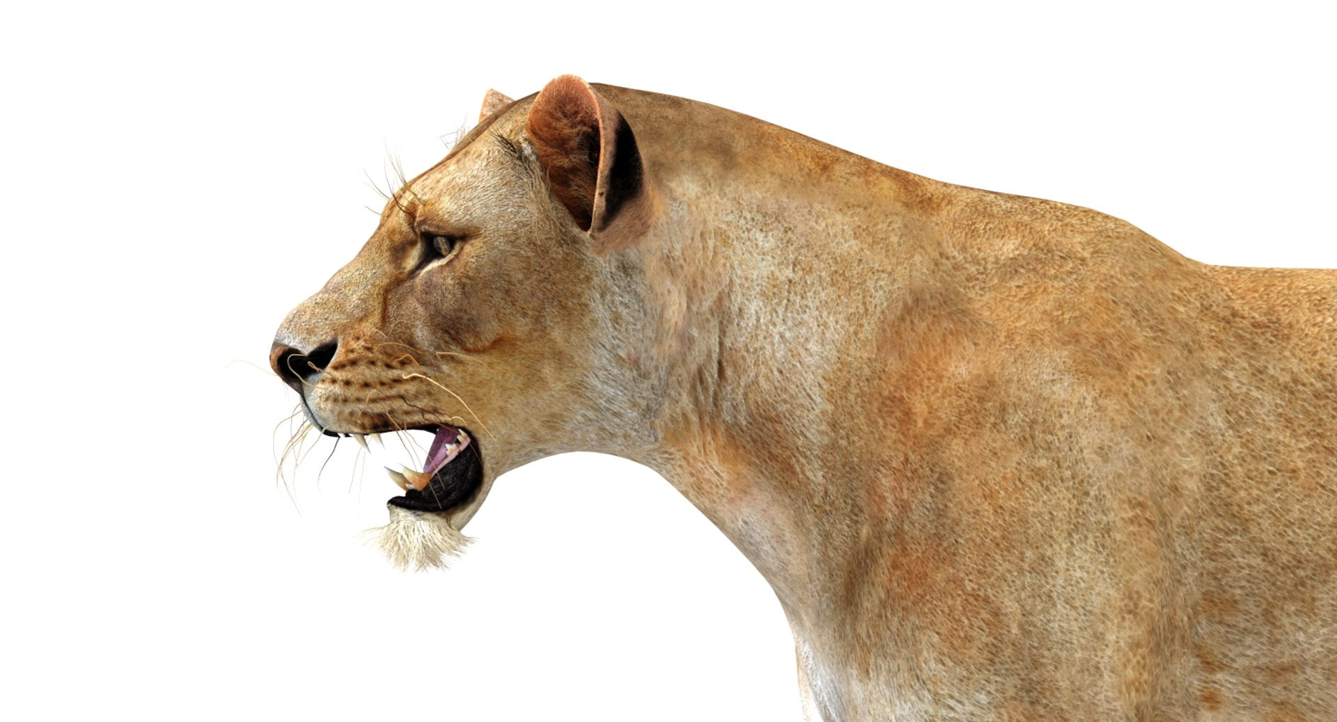 Realistic Lioness 3D Model Head Close Up