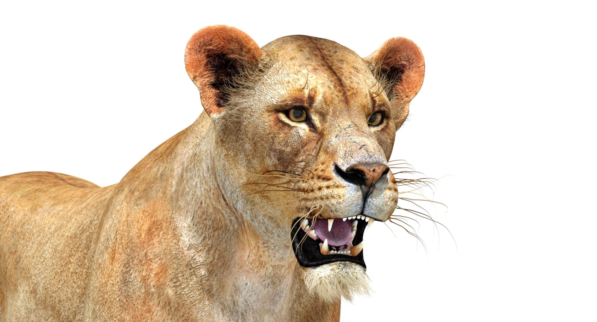 Lioness 3D Model with an open mouth on a white background -  Close Up View