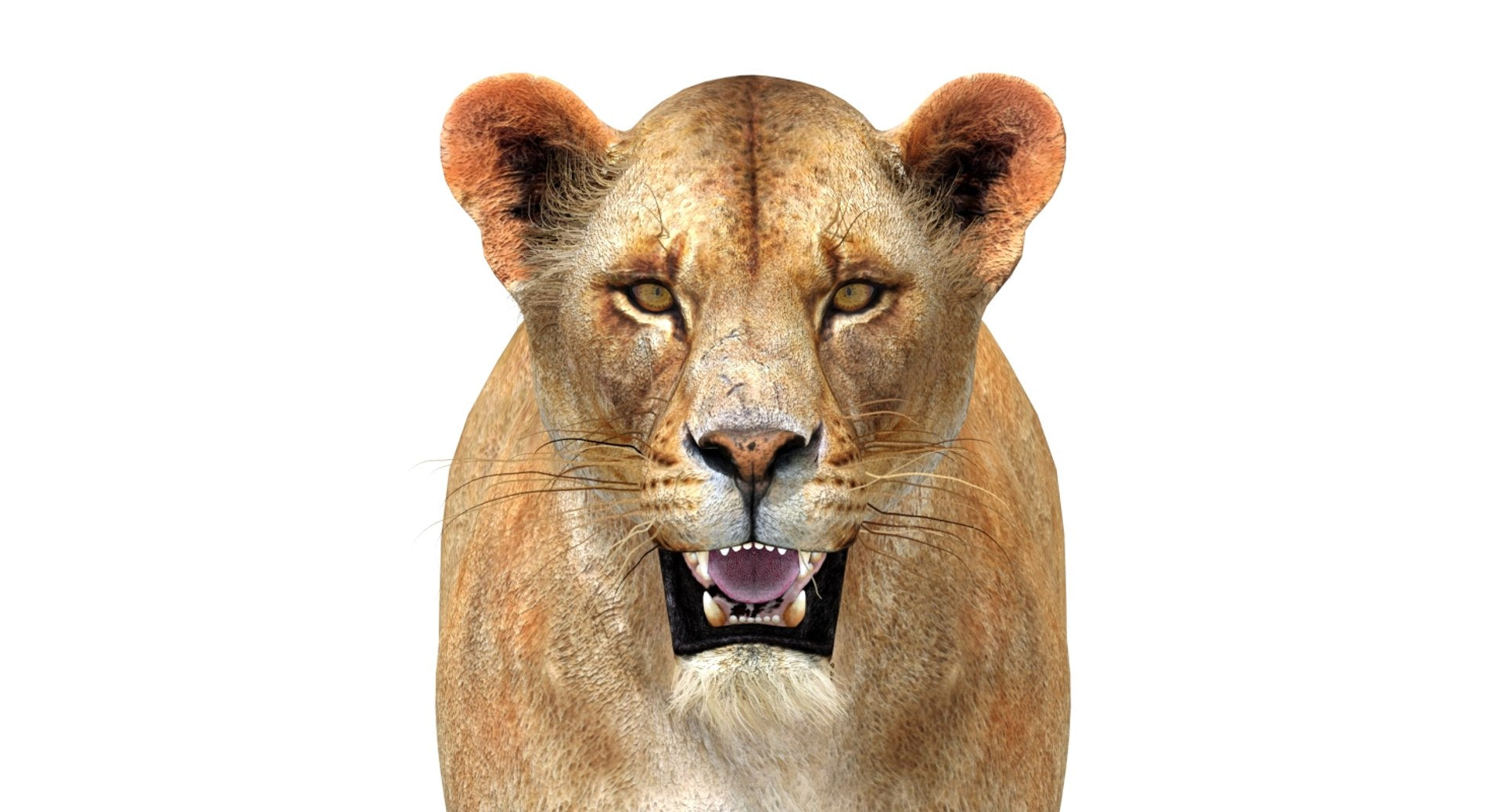 Realistic Lioness 3D Model Head Close Up Front View