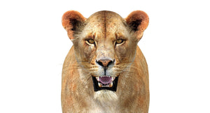 Realistic Lioness 3D Model Head Close Up Front View Thumbnail