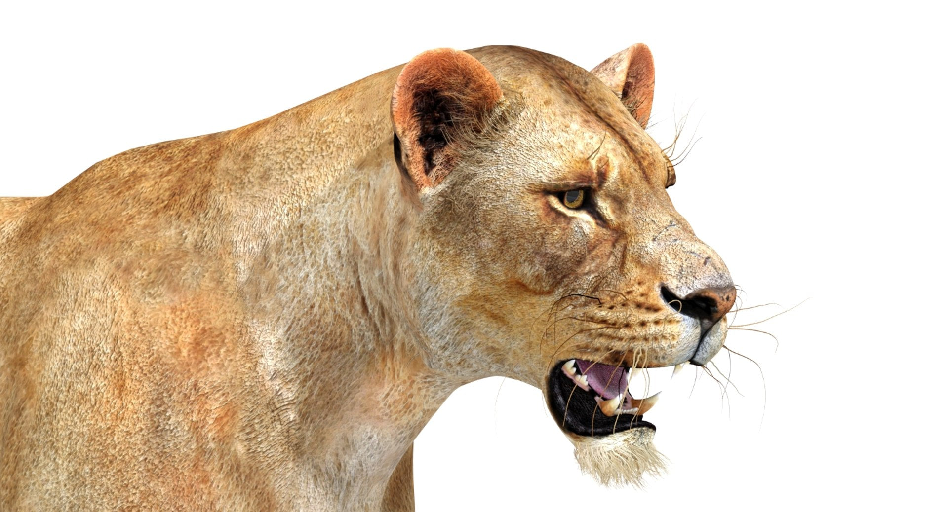 Realistic Lioness 3D Model Side View Close up