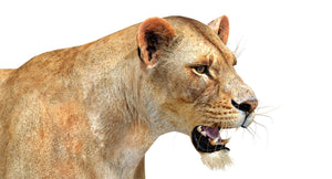 Realistic Lioness 3D Model Side View Close up Thumbnail