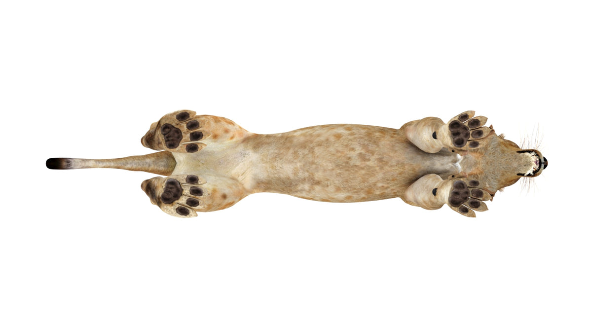 Realistic Lioness 3D Model bottom view