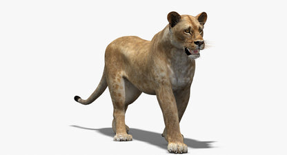 Rigged Animated Lioness 3D Model