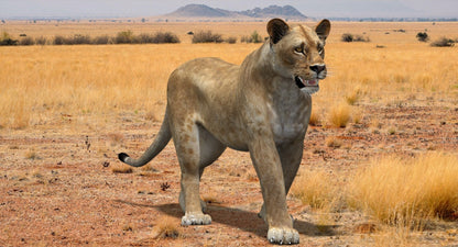 Rigged Animated Lioness 3D Model