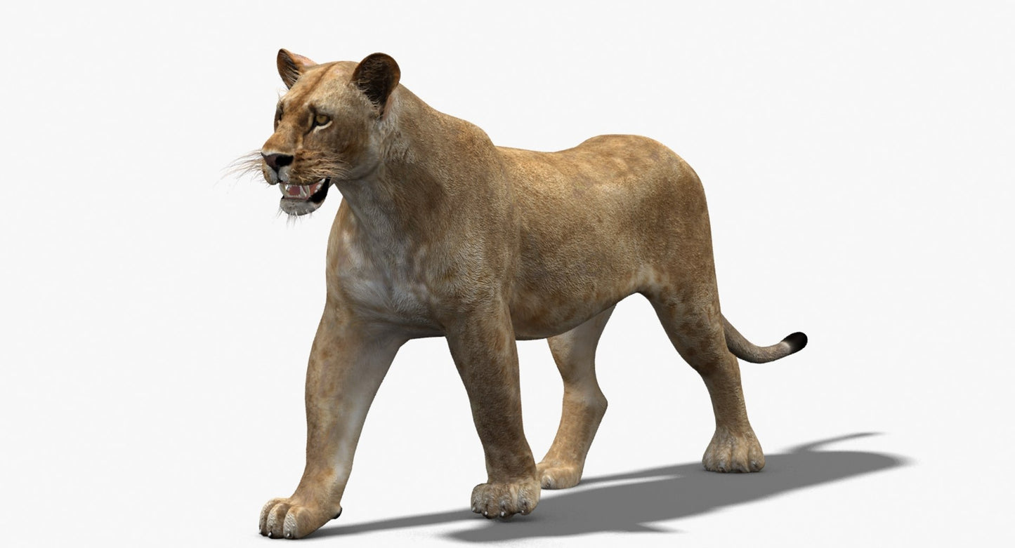 Rigged Animated Lioness 3D Model