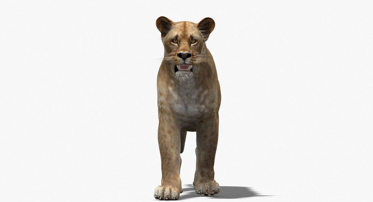 Lioness Animated 3D Model for Download