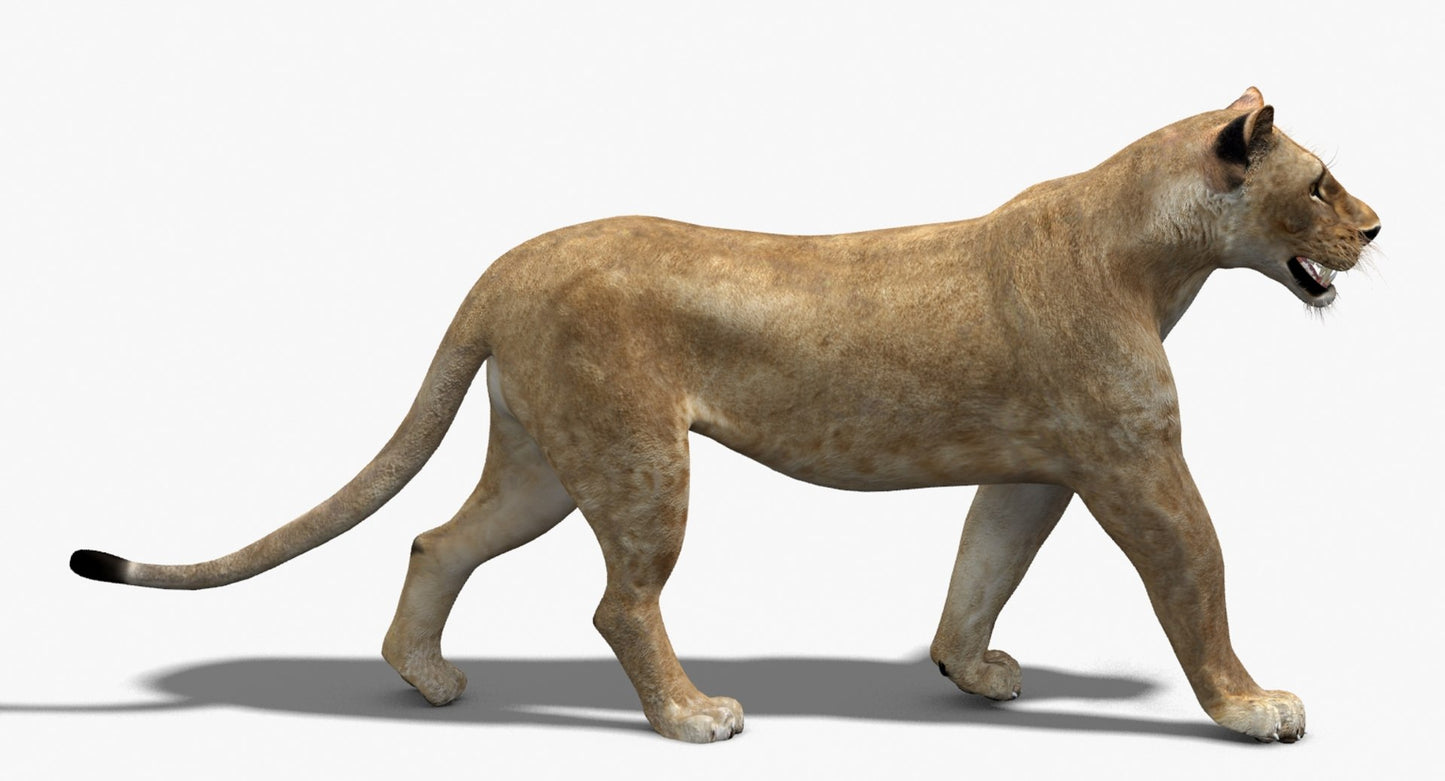 Rigged Animated Lioness 3D Model