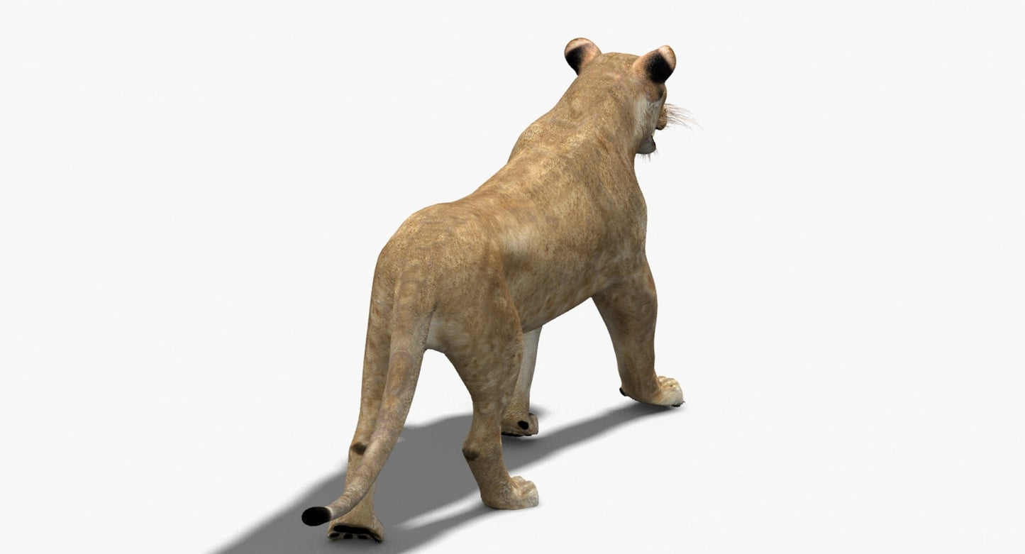 Rigged Animated Lioness 3D Model