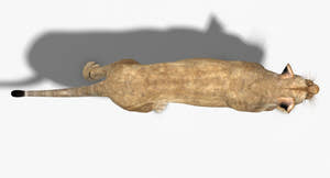 Lioness Animated 3D Model Top View Thumbnail