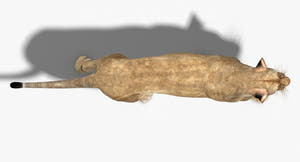 Lioness Animated 3D Model Top View Thumbnail