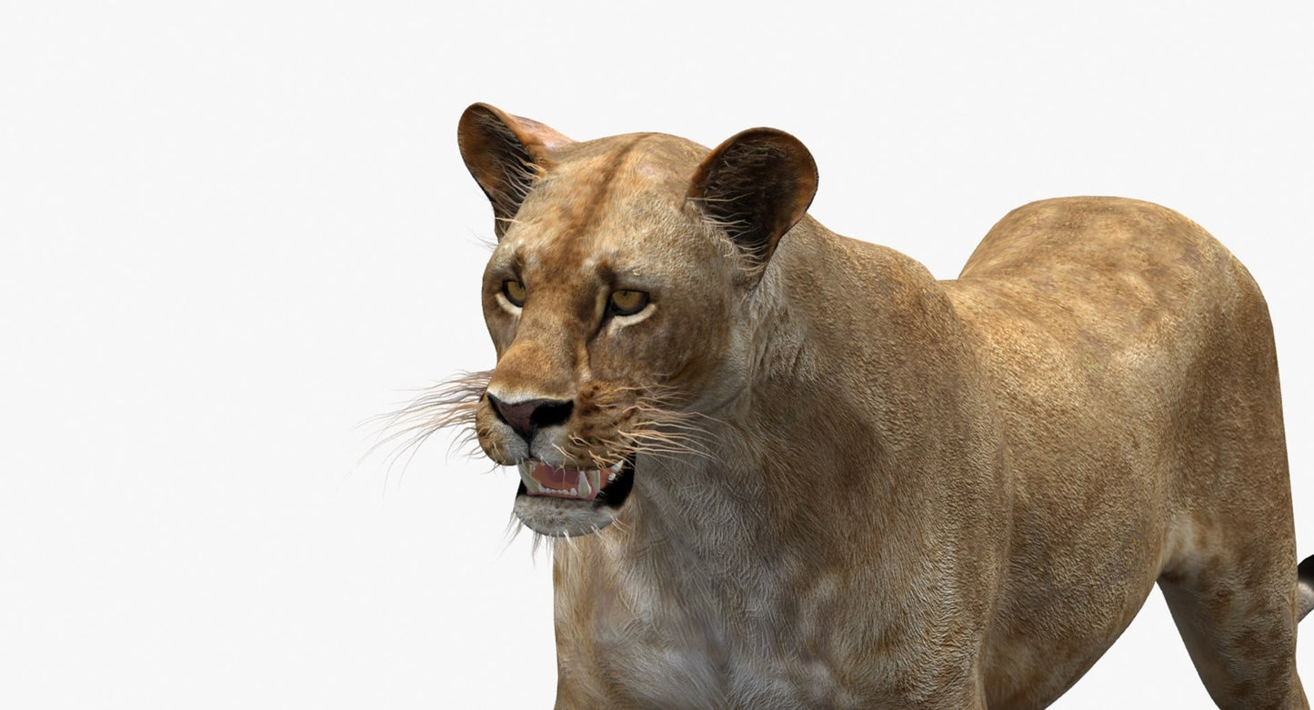 Rigged Animated Lioness 3D Model