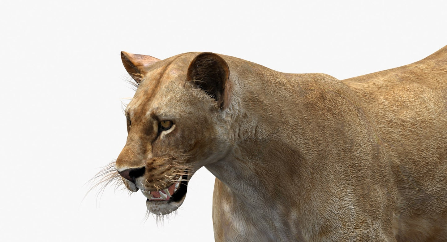 Rigged Animated Lioness 3D Model