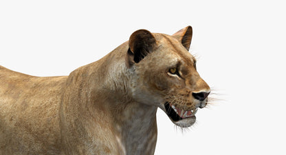 Rigged Animated Lioness 3D Model