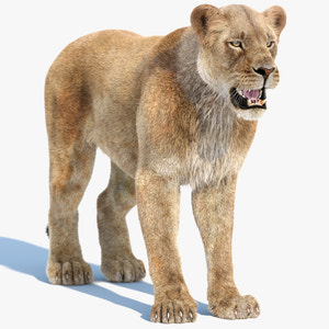 Realistic Lioness 3D Model with Fur Thumbnail