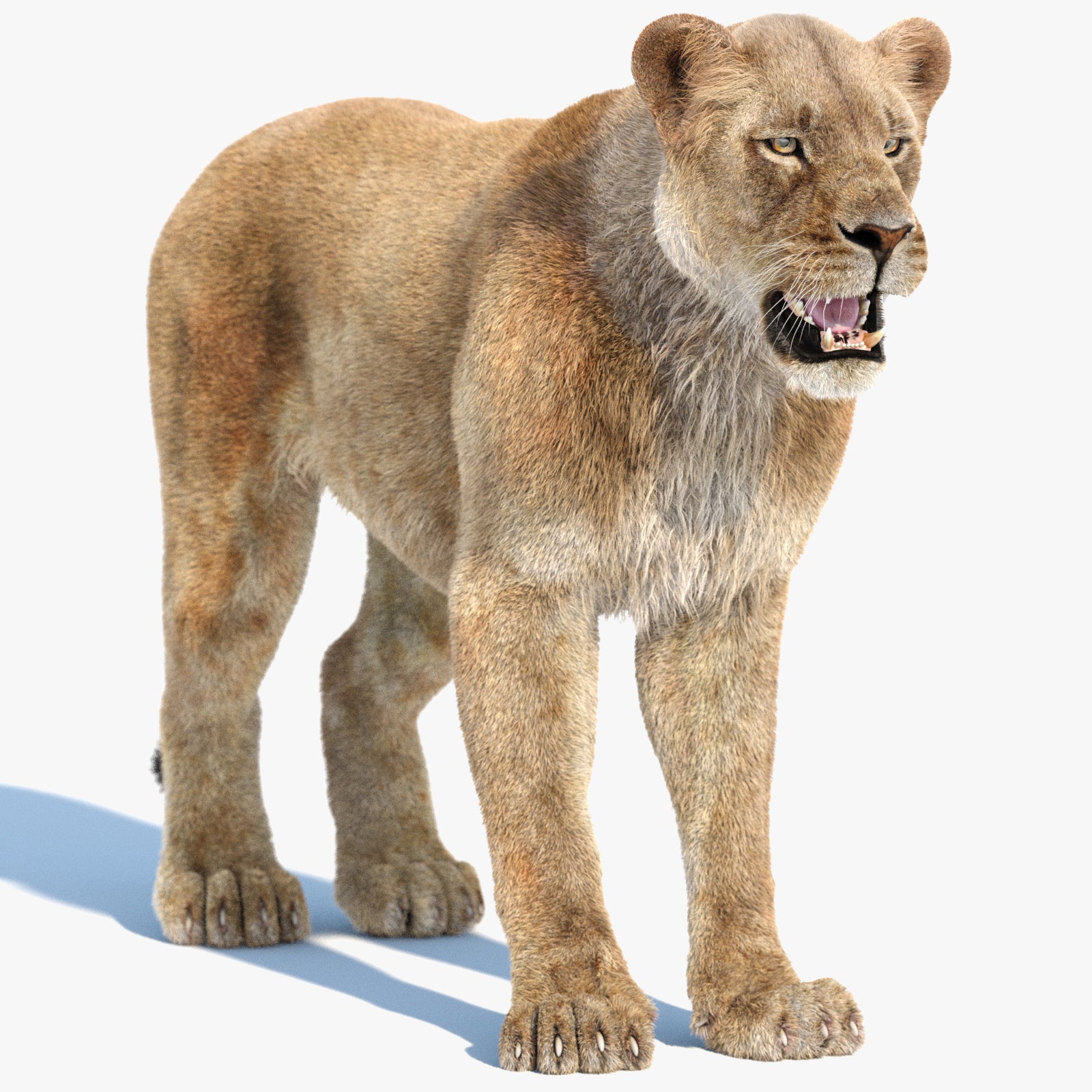 Realistic Lioness 3D Model with Fur