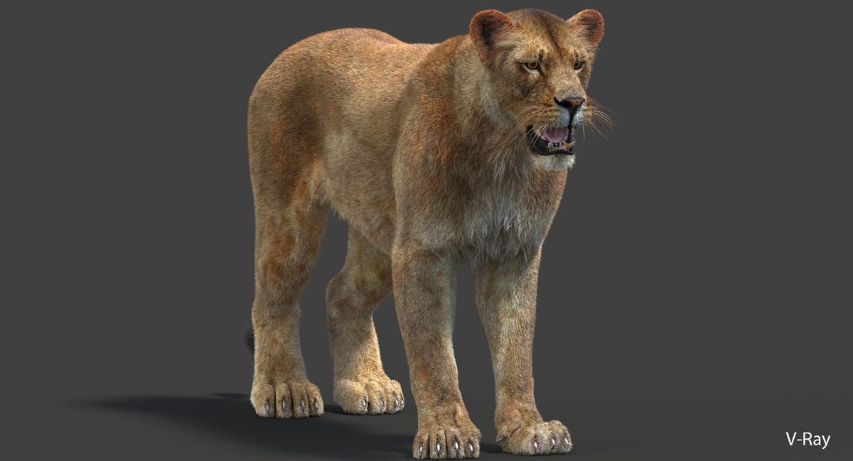Donwload Lioness 3D Model with Lifelike Fur