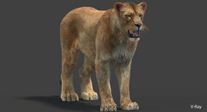 Donwload Lioness 3D Model with Lifelike Fur Thumbnail