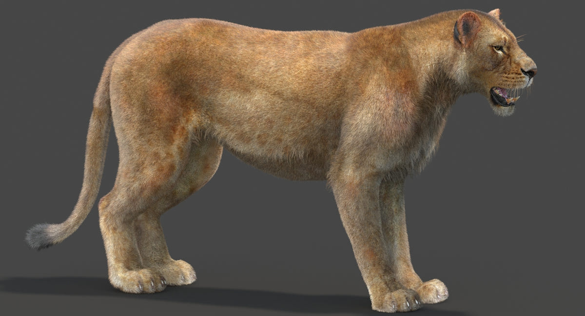 Realistic Lioness 3D Model with Fur for CGI