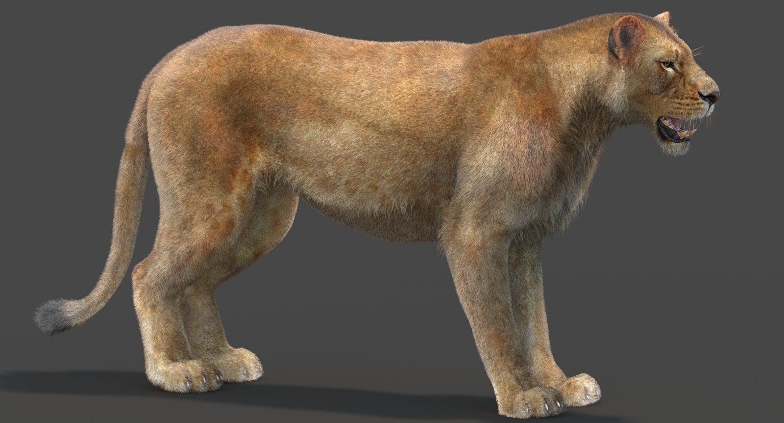 Realistic Lioness 3D Model with Fur for CGI