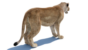 Realistic Lioness 3D Model with Fur for Rendering Thumbnail