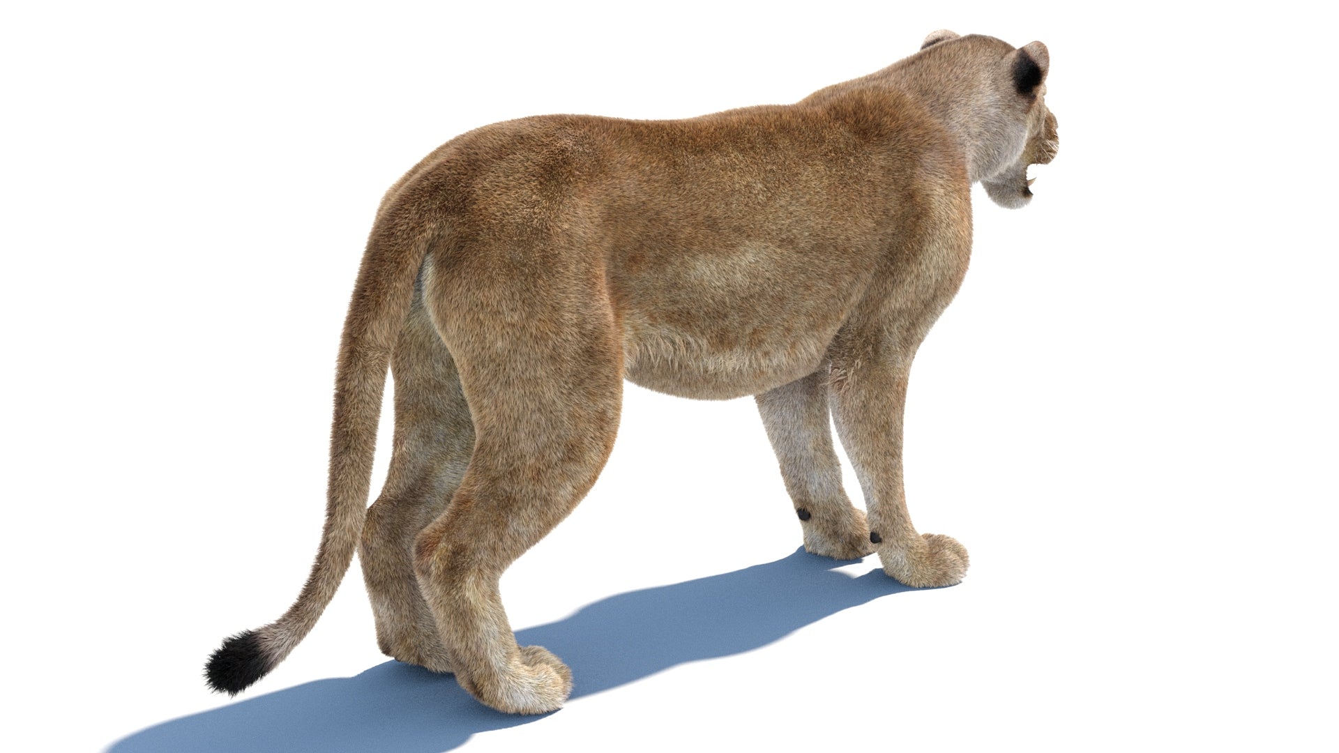 Realistic Lioness 3D Model with Fur for Rendering
