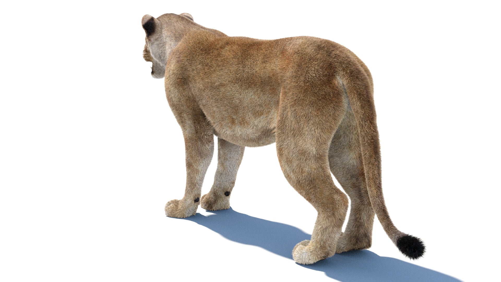 Realistic Lioness 3D Model with Fur for Rendering Projects