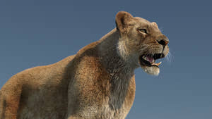 Realistic Lioness 3D Model with Fur for Film Project - Close Up View Thumbnail