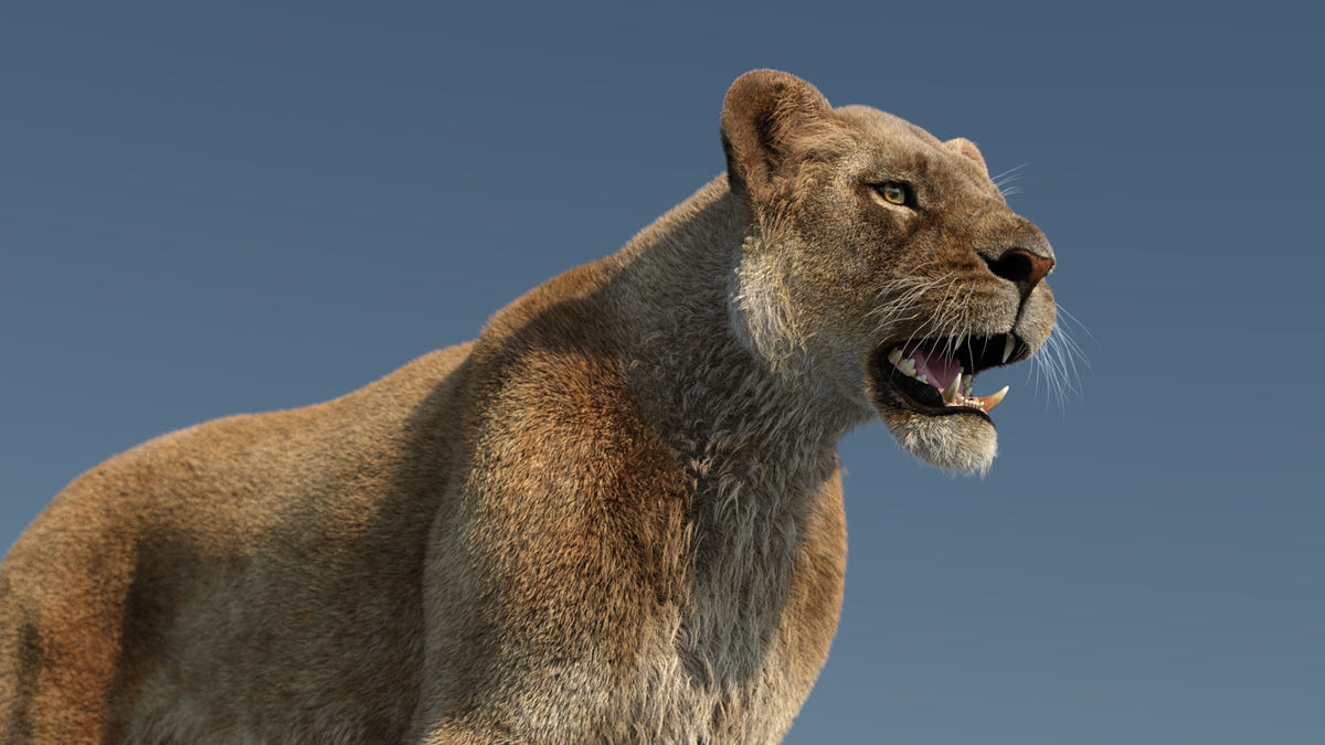 Realistic Lioness 3D Model with Fur for Film Project - Close Up View