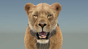 Realistic Lioness 3D Model with Fur for Film Project - Close Up View from Front Thumbnail