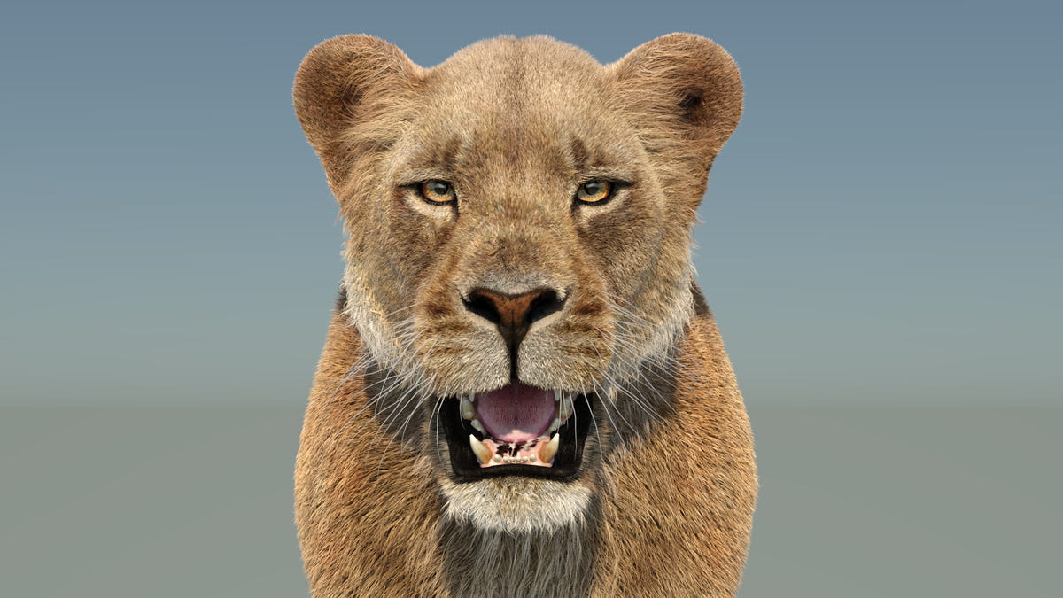 Realistic Lioness 3D Model with Fur for Film Project - Close Up View from Front