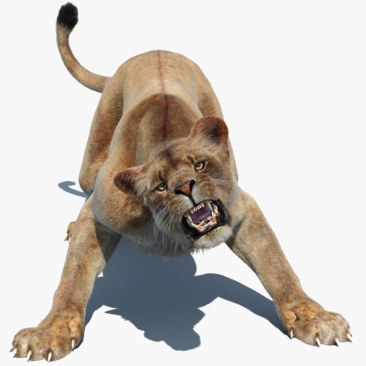 Animated Lioness 3D Model Fur