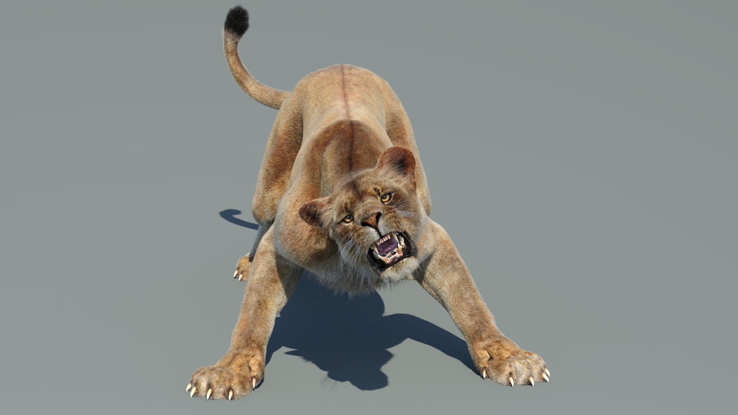 Animated Lioness 3D Model Fur