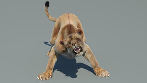 Lion Family 3D Models – Rigged Animated Bundle Thumbnail