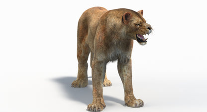 Animated Lioness 3D Model Fur