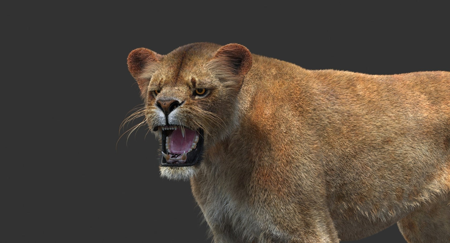Animated Lioness 3D Model Fur
