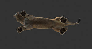 Animated Lioness 3D Model with Fur — Rigged and Game‑Ready Thumbnail