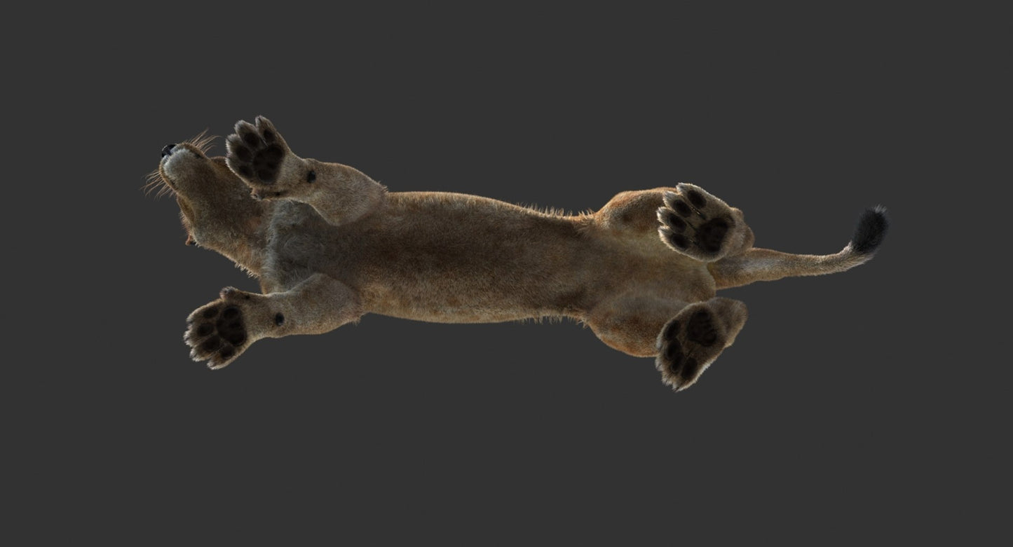 Animated Lioness 3D Model Fur