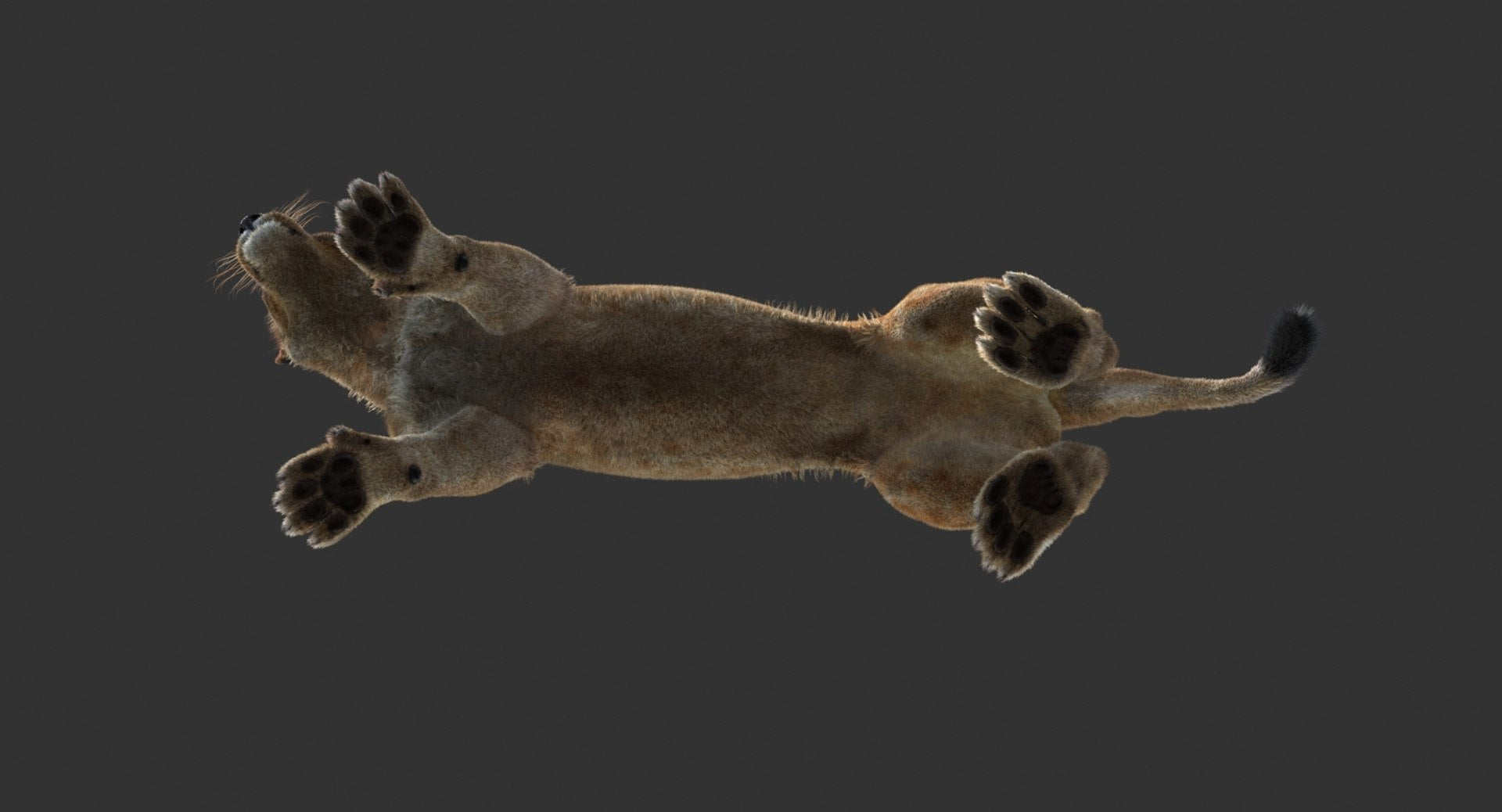 Animated Lioness 3D Model with Fur — Rigged and Game‑Ready