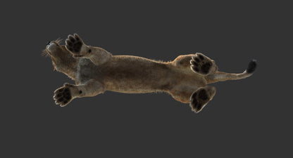 Animated Lioness 3D Model Fur