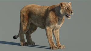 Lifelike Lioness 3D Model with Hair and Fur 3ds Max for Download Thumbnail